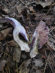 Cortinarius atkinsonianus