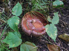 Cortinarius atkinsonianus