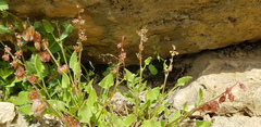 Rumex cyprius