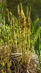 Osmundastrum cinnamomeum