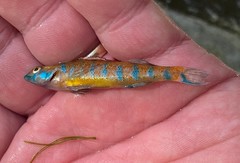 Etheostoma stigmaeum