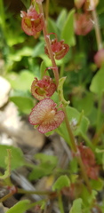 Rumex cyprius