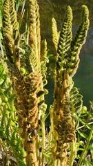 Osmundastrum cinnamomeum