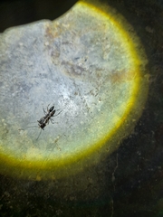 Odontomachus