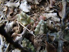 Duvalia caespitosa caespitosa