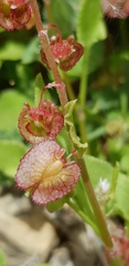 Rumex cyprius