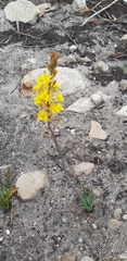 Bulbine cepacea