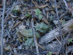 Duvalia caespitosa caespitosa