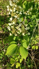 Viburnum plicatum