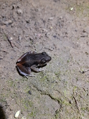 Eleutherodactylus