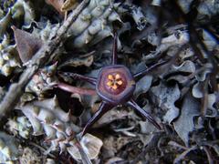 Duvalia caespitosa caespitosa