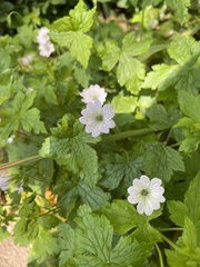 Geranium versicolor