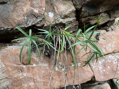Cyperus albostriatus