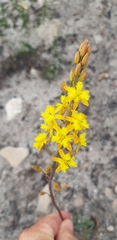 Bulbine cepacea