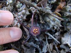 Duvalia caespitosa caespitosa