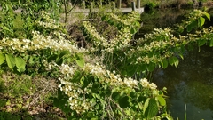Viburnum plicatum