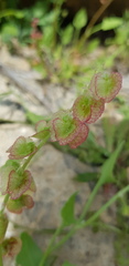 Rumex cyprius