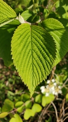Viburnum plicatum