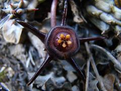 Duvalia caespitosa caespitosa