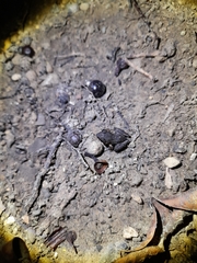 Eleutherodactylus