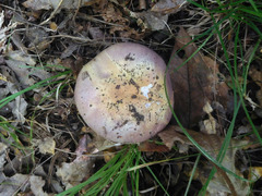 Cortinarius atkinsonianus