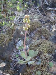 Crassula cotyledonis