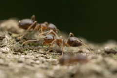 Lasius hayashi