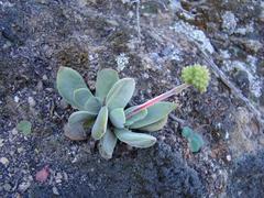 Crassula cotyledonis