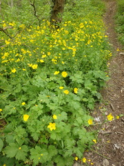 Ranunculus constantinopolitanus