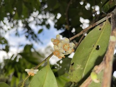 Calophyllaceae