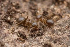 Lasius hayashi