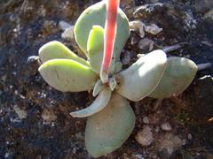 Crassula cotyledonis