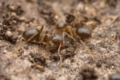 Lasius hayashi