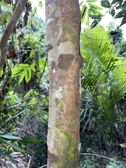 Calophyllaceae