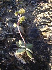 Crassula cotyledonis