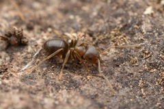 Lasius hayashi
