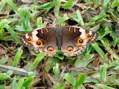 Junonia orithya
