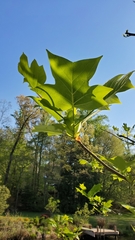 Liriodendron tulipifera
