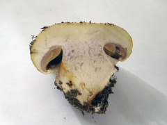 Cortinarius atkinsonianus