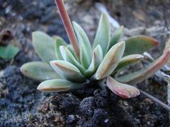 Crassula cotyledonis