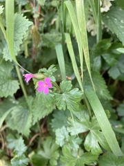 Geranium lucidum