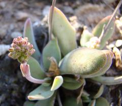 Crassula cotyledonis