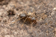 Lasius hayashi