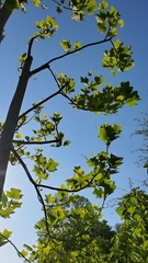 Liriodendron tulipifera