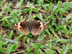 Junonia orithya