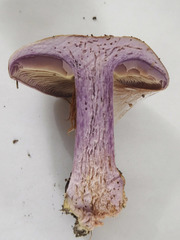 Cortinarius atkinsonianus