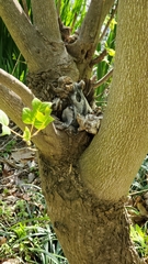 Liriodendron tulipifera