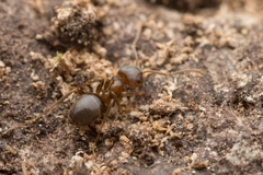 Lasius hayashi