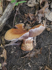 Cortinarius atkinsonianus
