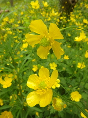 Ranunculus constantinopolitanus